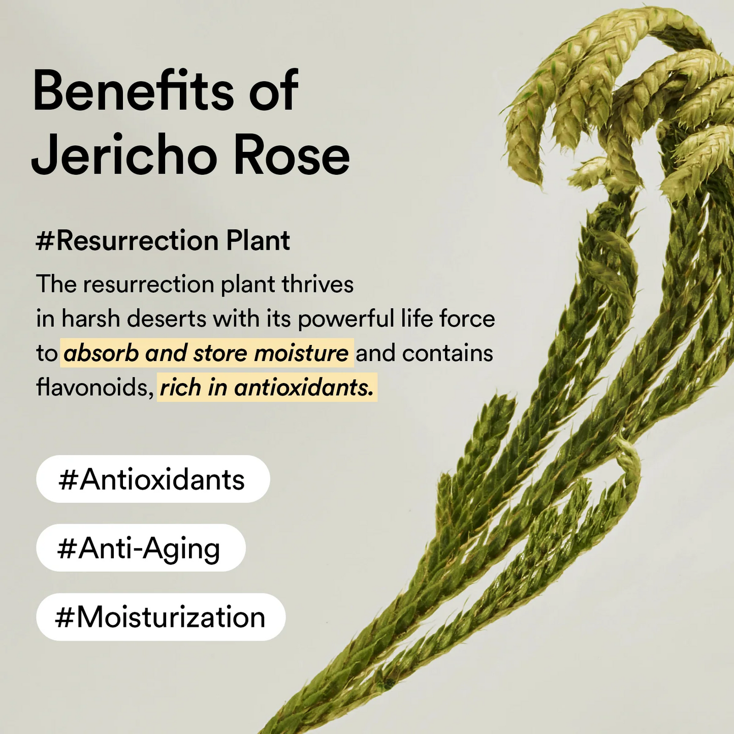 Abib Collagen Eye Patch Jericho Rose Jelly - 90ml
